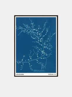 Anna Atkins - Cystoseira Fibrosa