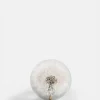 Botanical Paperweight - Dandelion - Small